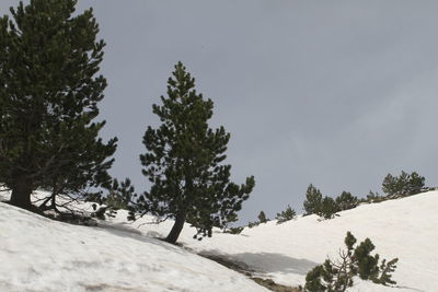 Trees on snow covered land against sky