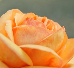 Close-up of orange rose