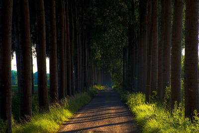 Footpath amidst trees in forest