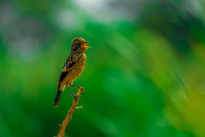 Close-up of bird perching on branch