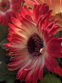 Close-up of red flower