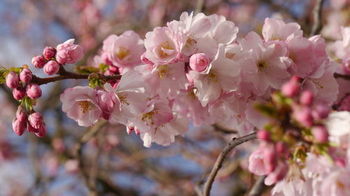 Close-up of pink cherry blossom