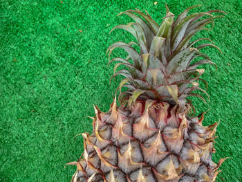 High angle view of bananas on field