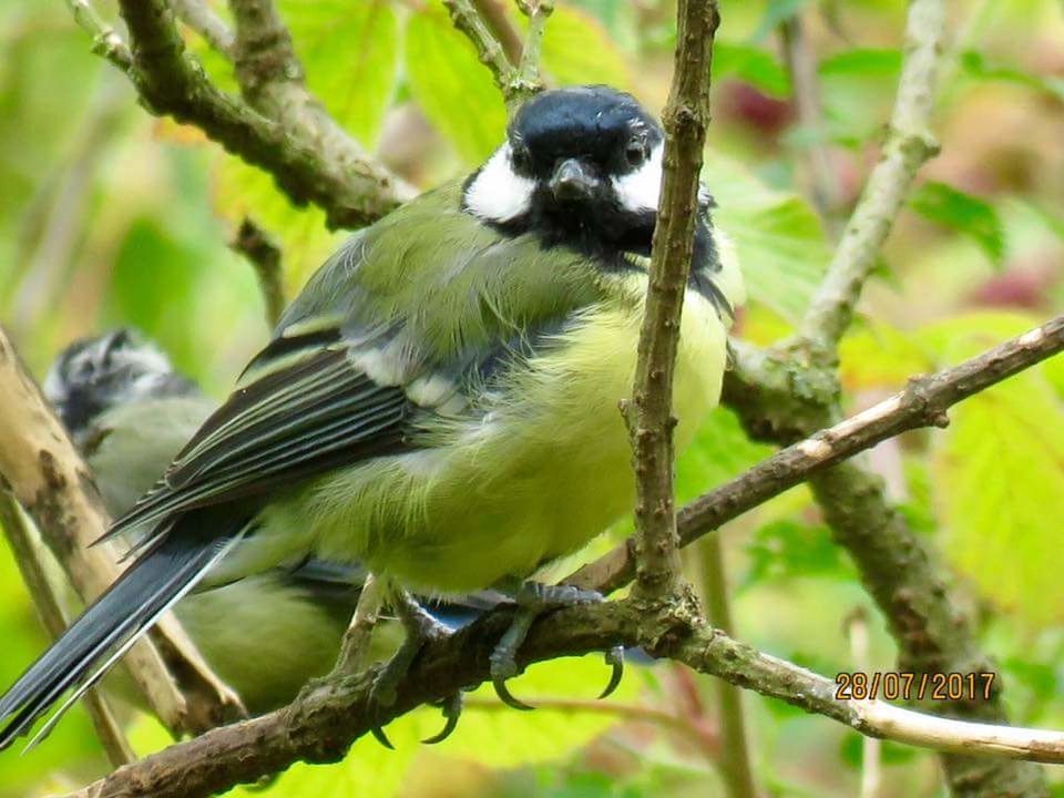 BIRD PERCHING ON BRANCH