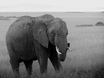 Monochrome photograph of an african elephant in masai mara