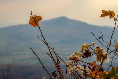 Close-up of flowering plant against sky during autumn