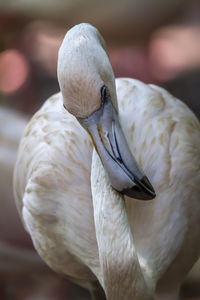 Close-up of bird