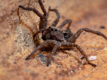 Close-up of spider