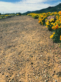 View of yellow flowering plants on land