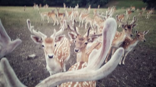 Deer in a field