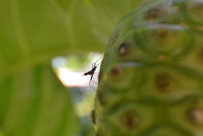 Close-up of insect on leaf