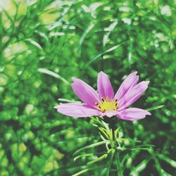 Close-up of pink flower