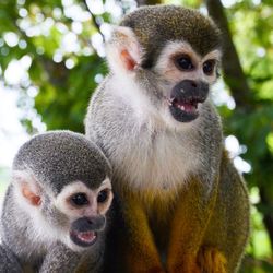 Squirrel monkey family in forest