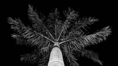 Low angle view of palm tree against sky at night