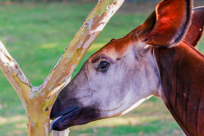 Close-up of okapi