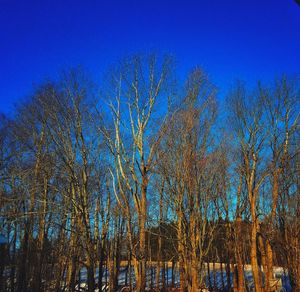 Bare trees in forest against clear blue sky