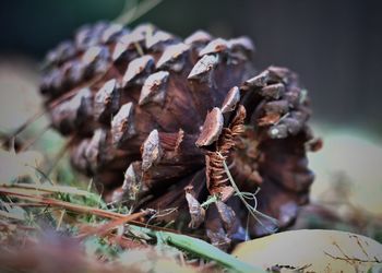 Close-up of pine cone