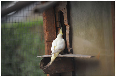 Close-up of bird perching outdoors