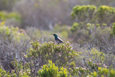 Southern double-collared sunbird in fynbos, de hoop reserve