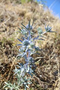 Close-up of flower growing in field