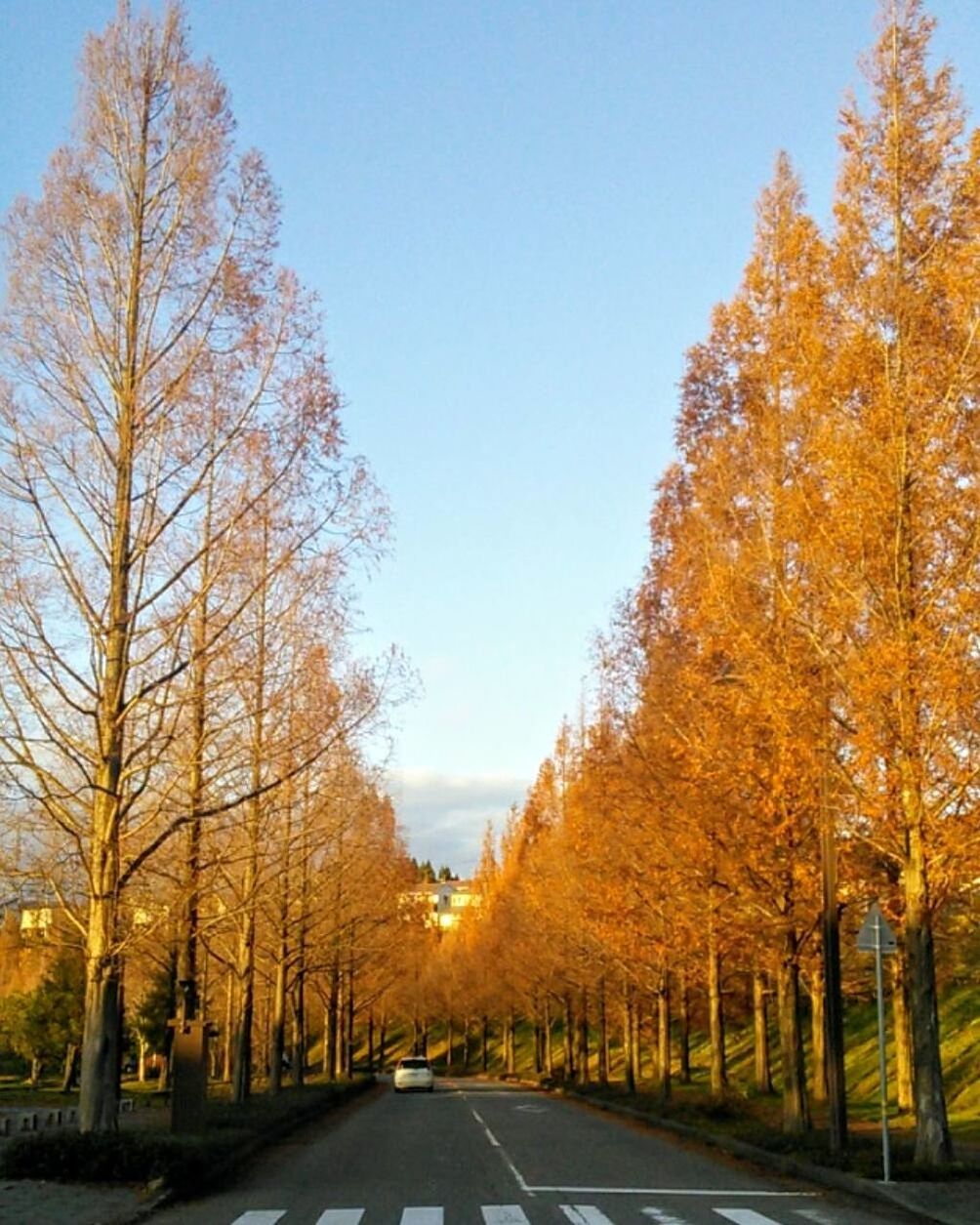 autumn, tree, change, road, outdoors, tranquil scene, leaf, street, scenics, tranquility, nature, the way forward, day, transportation, no people, beauty in nature, dividing line, sky, travel destinations, clear sky, city