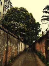 Narrow walkway along trees