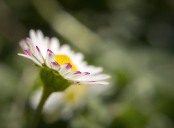 Close-up of pink flowers