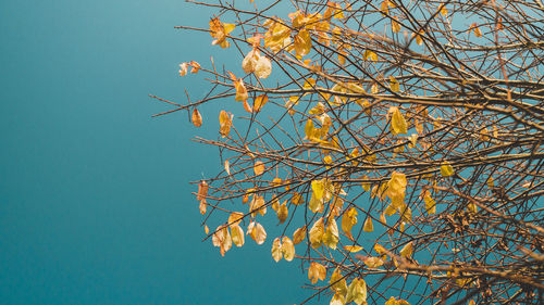 Low angle view of tree against clear blue sky
