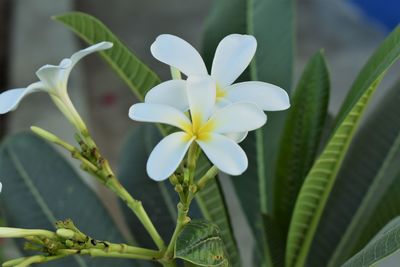 Close-up of white flowering plant