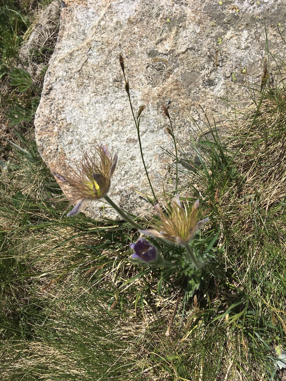 HIGH ANGLE VIEW OF FLOWERING PLANT