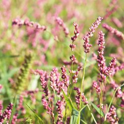 Close-up of plants against blurred background