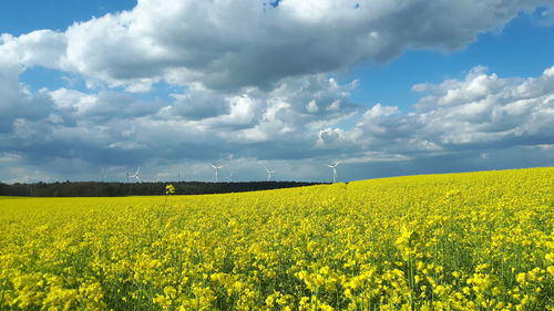 Scenic view of oilseed rape field against sky