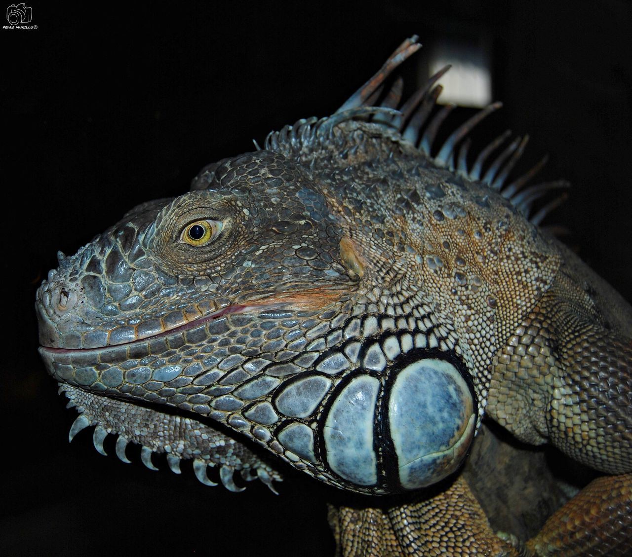 animal, vertebrate, animal themes, animal wildlife, reptile, one animal, animals in the wild, close-up, lizard, no people, indoors, focus on foreground, fish, nature, animal scale, iguana, side view, animals in captivity, animal body part, animal head, black background, marine