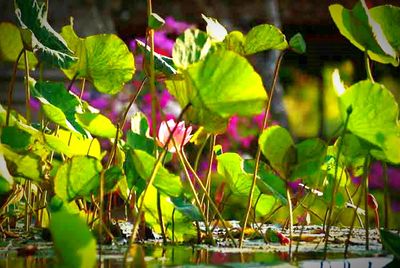 Close-up of plants growing by lake