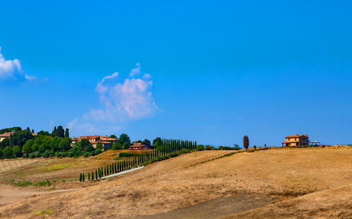 Scenic view of agricultural field against blue sky