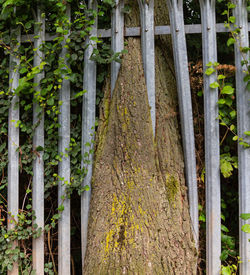 Close-up of moss growing on tree trunk in forest