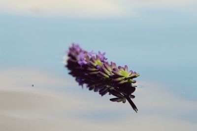 Close-up of purple flowering plant against sky
