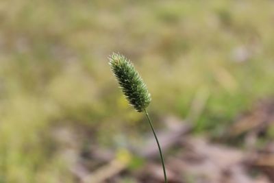 Close-up of plant growing on field