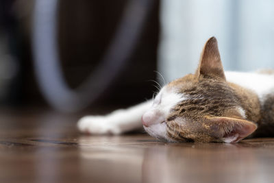 Close-up of cat sleeping on floor