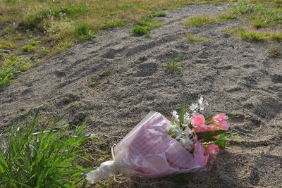 High angle view of pink flower on field