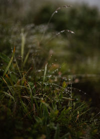 Close-up of wet grass on field during rainy season