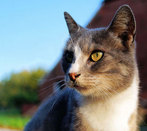 Close-up portrait of cat