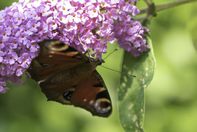 Close-up of butterfly pollinating on purple flower