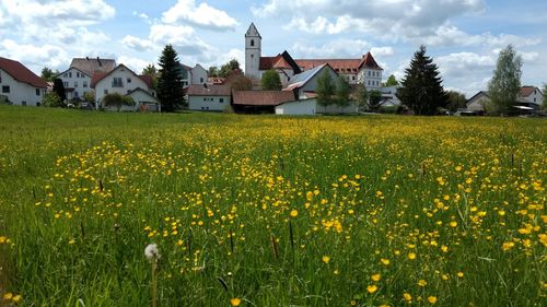 Scenic view of field against sky