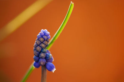 Close-up of purple flower growing on plant