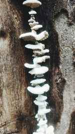 Close-up of tree trunk