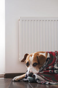 Close-up of dog at home