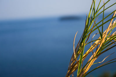 Close-up of plant against sea