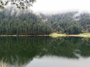 Reflection of trees in lake