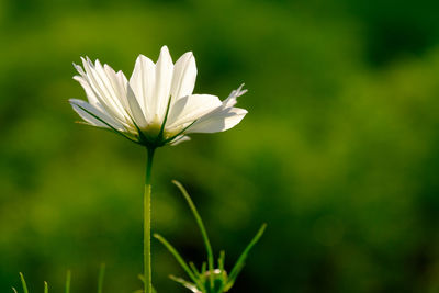 Close-up of white flowers